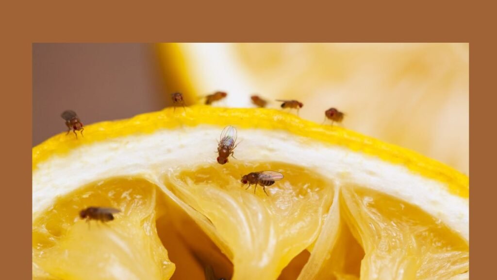 How to Get Rid of Fruit Flies A Practical Step-by-Step Guide