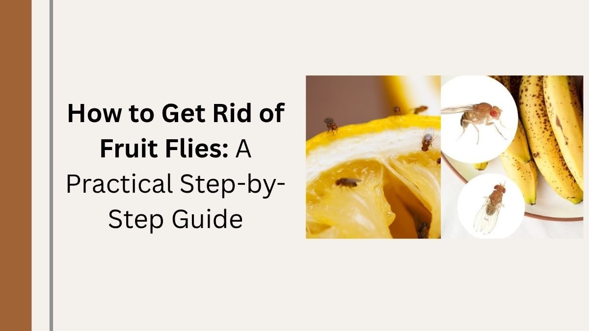 How to Get Rid of Fruit Flies A Practical Step-by-Step Guide